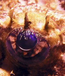 Eye of the anglerfish
 by Robert Roka 